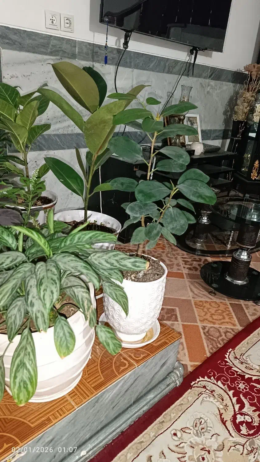 گل طبعی|گل و گیاه طبیعی|اسلام‌‌آباد غرب, |دیوار