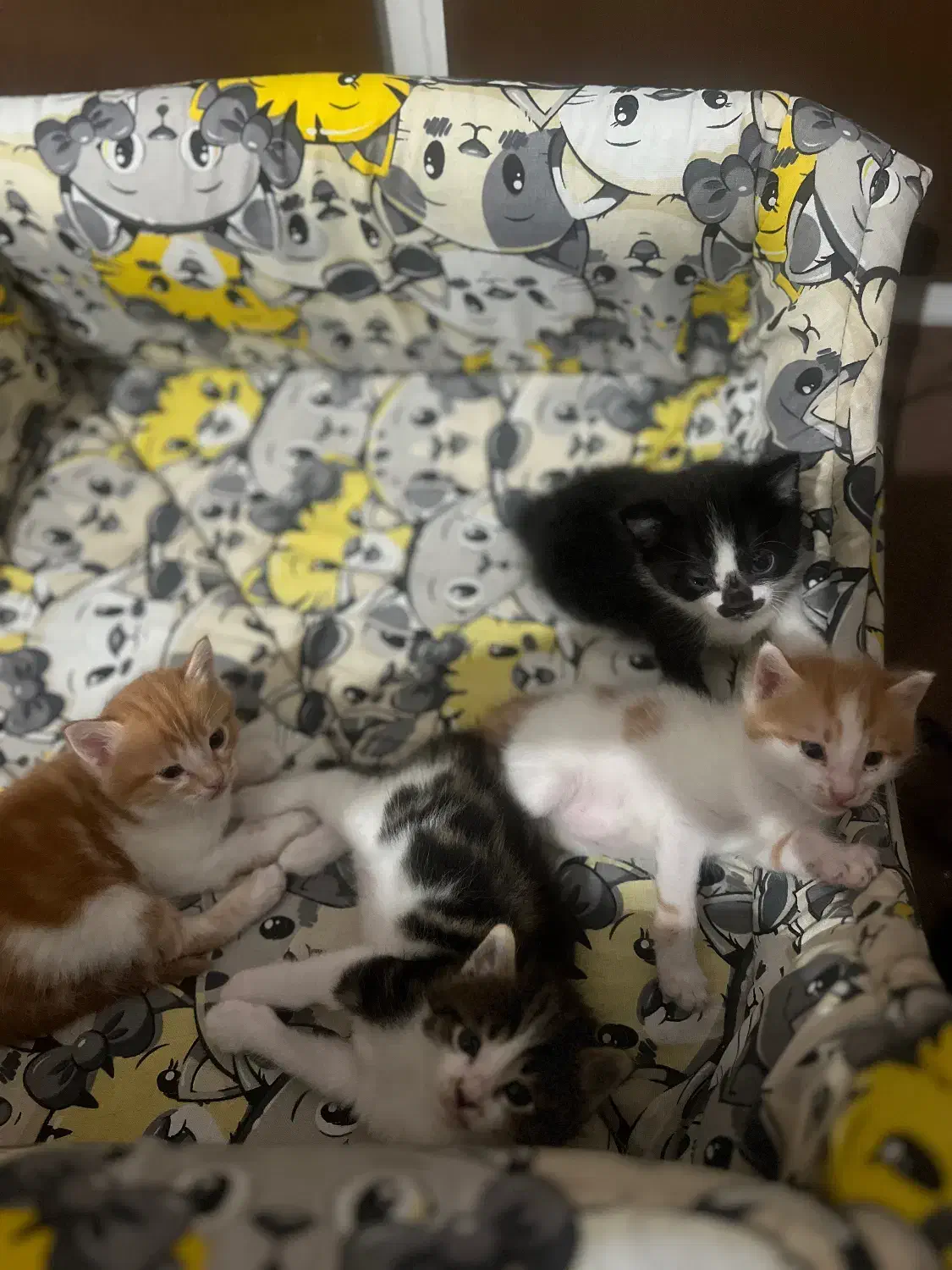 واگذاری بچه گربه دوماه رایگان|گربه|یزد, |دیوار