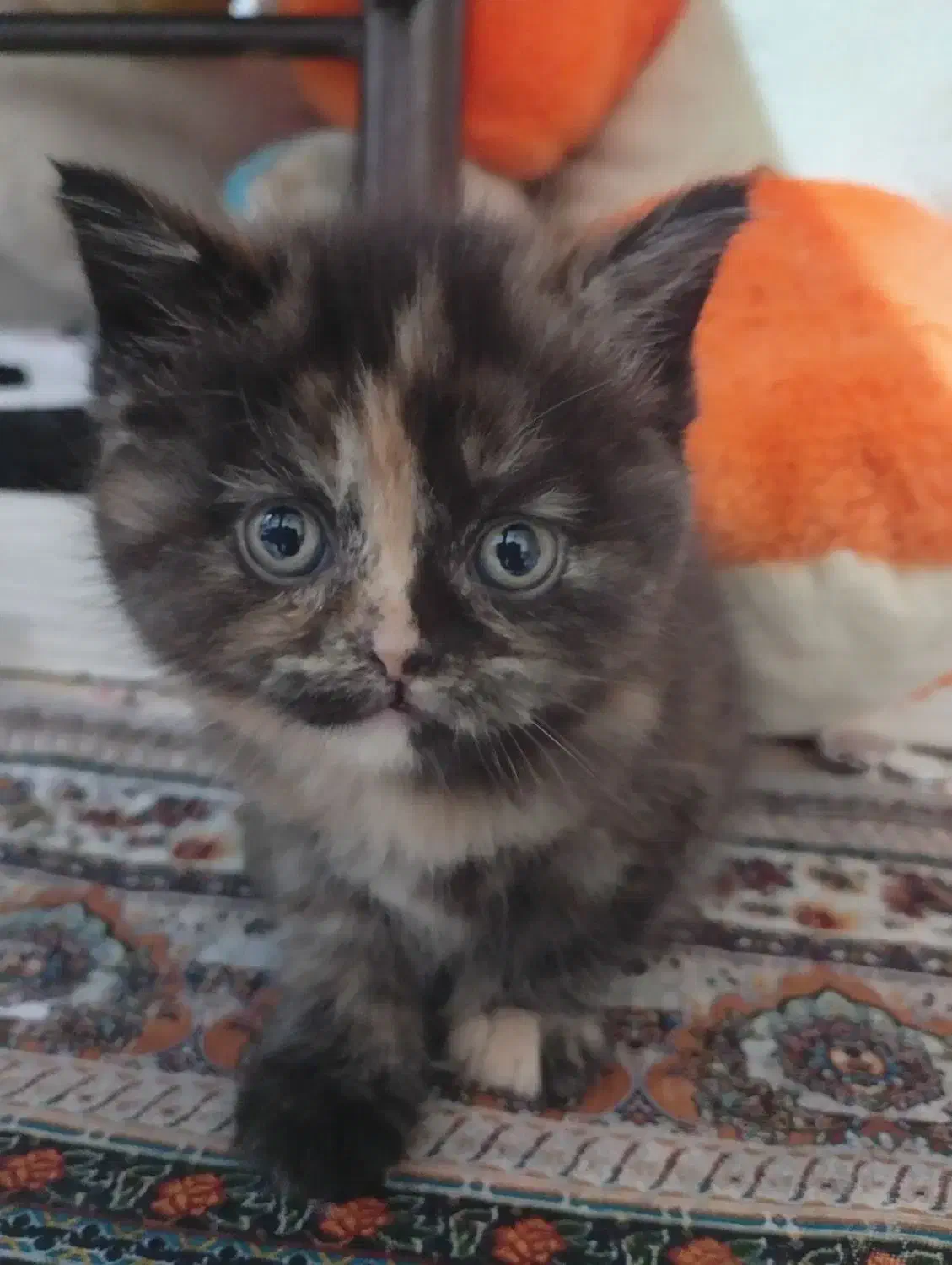 واگذاری|گربه|برازجان, |دیوار