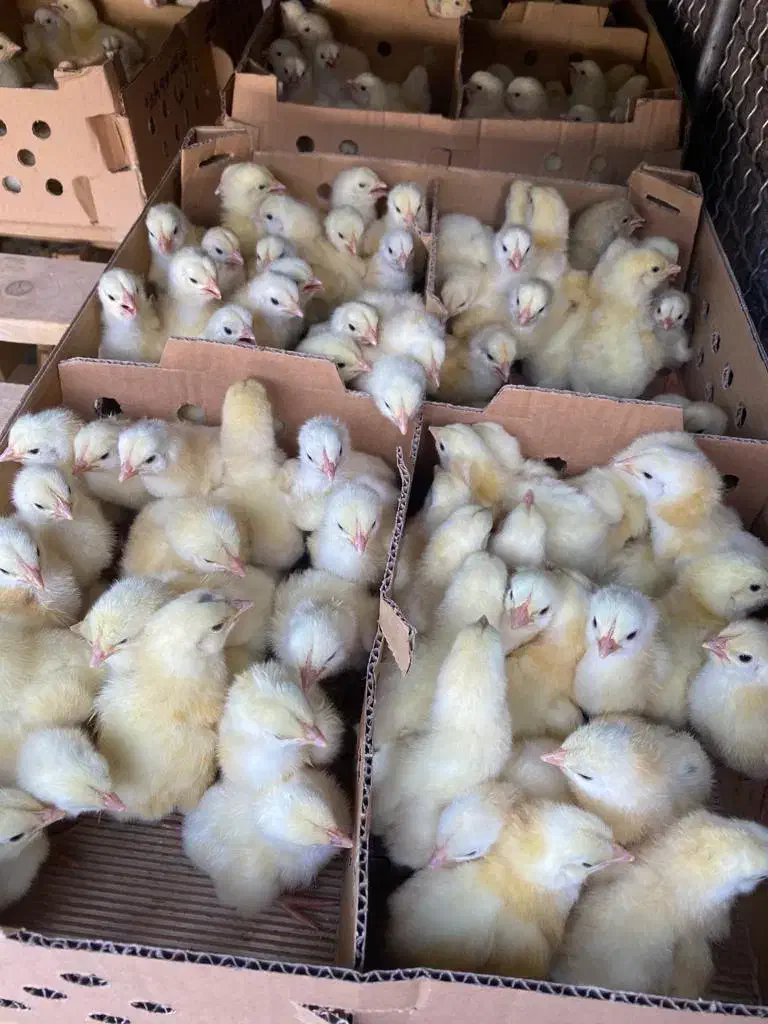 جوجه گوشتی راس308|حیوانات مزرعه|بیرجند, |دیوار