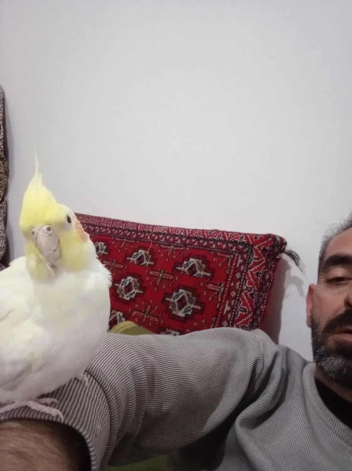 یه جفت عروس هلندی یکی کاملاً دستی با قفس|پرنده|تاکستان, |دیوار