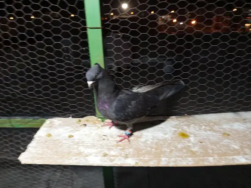 کفتر رنگی|پرنده|بندر امام خمینی, |دیوار