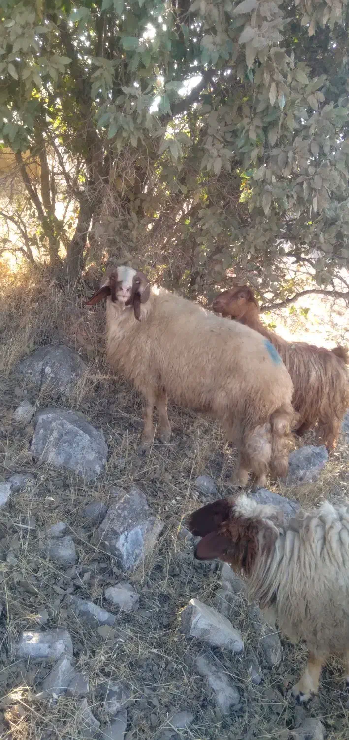 قوچ شک ورن سنجابی اصیل|حیوانات مزرعه|دالاهو, |دیوار