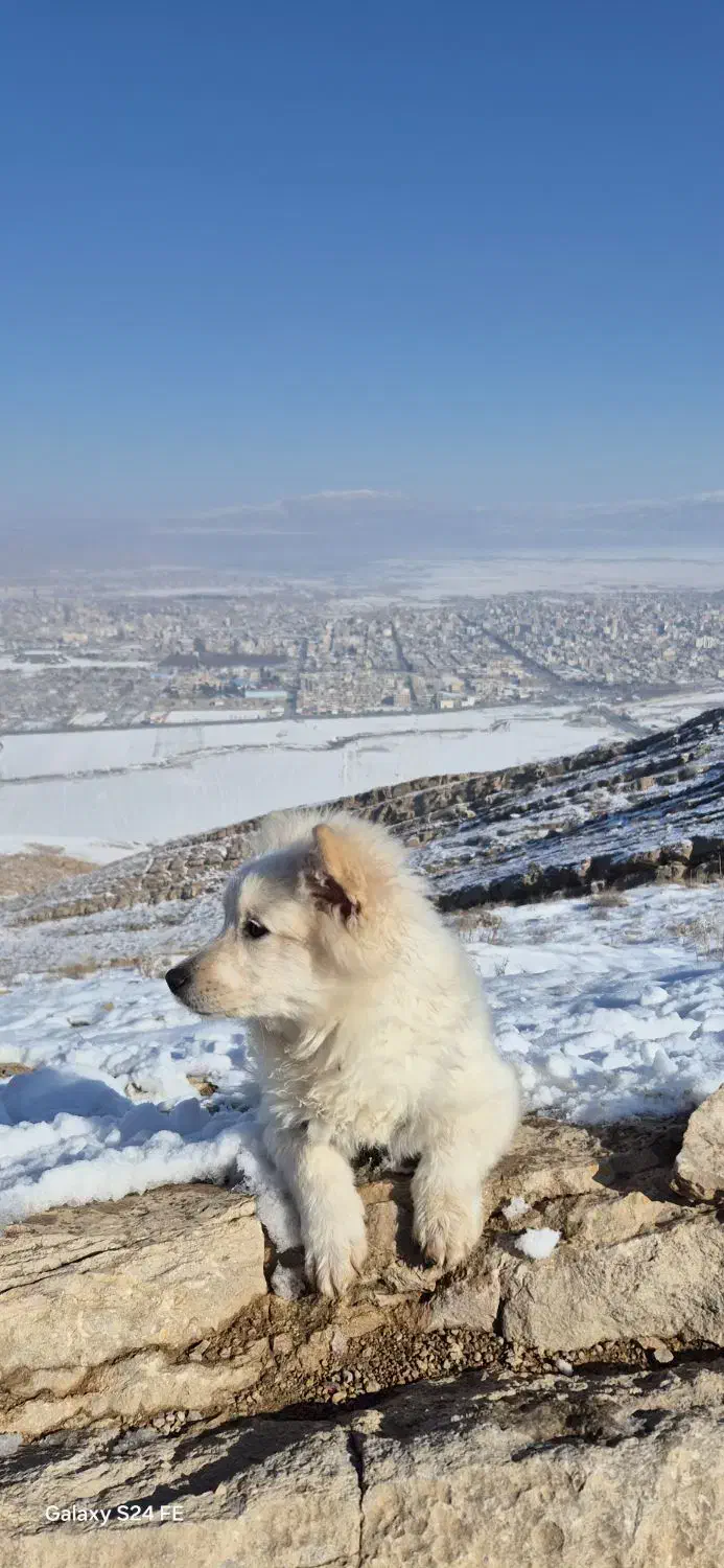 توله سگ|حیوانات|شیروان (خراسان), |دیوار