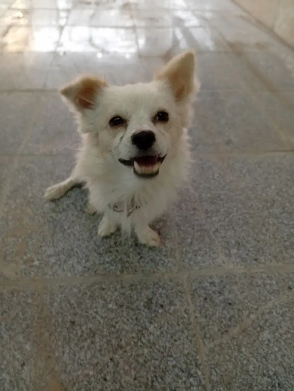 سگ پامر گمشده|حیوانات|اسلام‌شهر, شهرک امام حسین (میان آباد)|دیوار