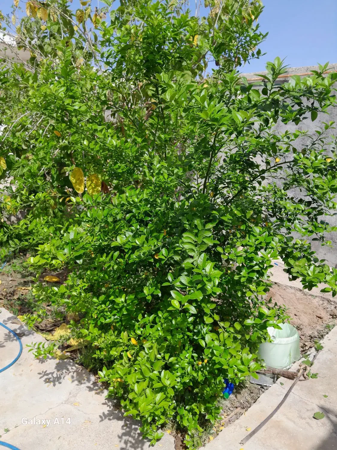 فروش ویلایی باغ|فروش خانه و ویلا|گتوند, |دیوار