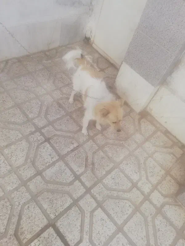 پاکوتاه اشپیتز|سگ|نیشابور, ۲۲ بهمن|دیوار