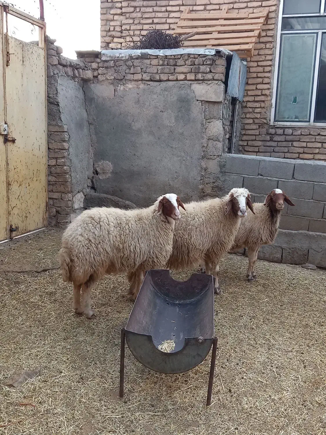 گوسفند میش سنجابی|حیوانات مزرعه|ماهیدشت, |دیوار