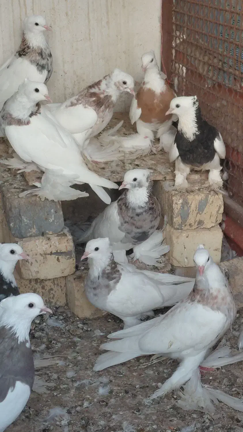 انواع کبوترهای طوقی پاپَربلند سلطانی ب شرط تخم|پرنده|کوخرد هرنگ, |دیوار