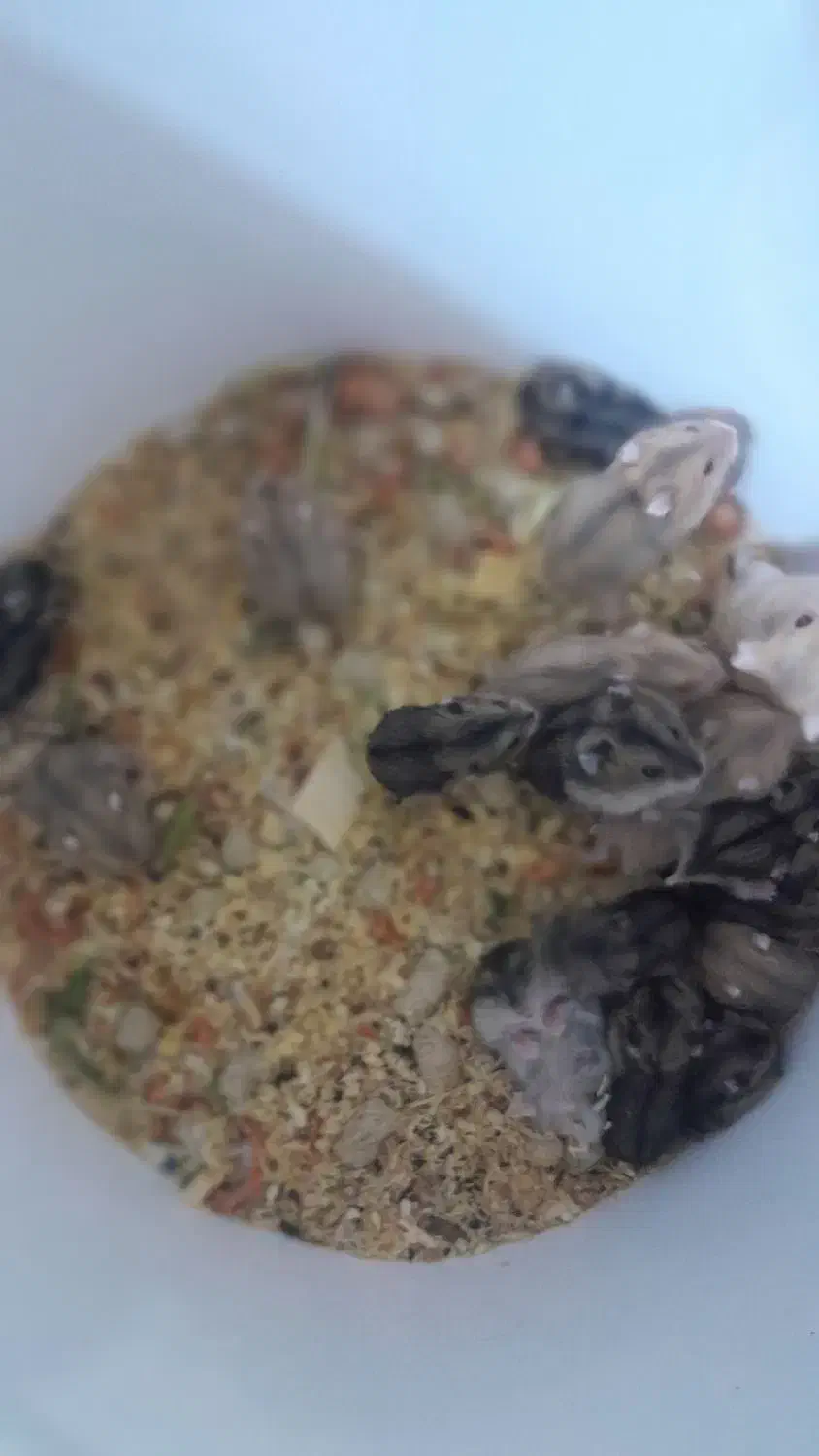 همستر کمپل مینیاتوری همسترسوری|موش و خرگوش|تهران, صادقیه|دیوار