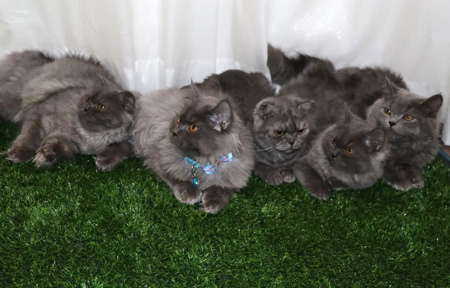 گربه نژاد اسکاتیش ۵ ماهه|گربه|قوچان, |دیوار