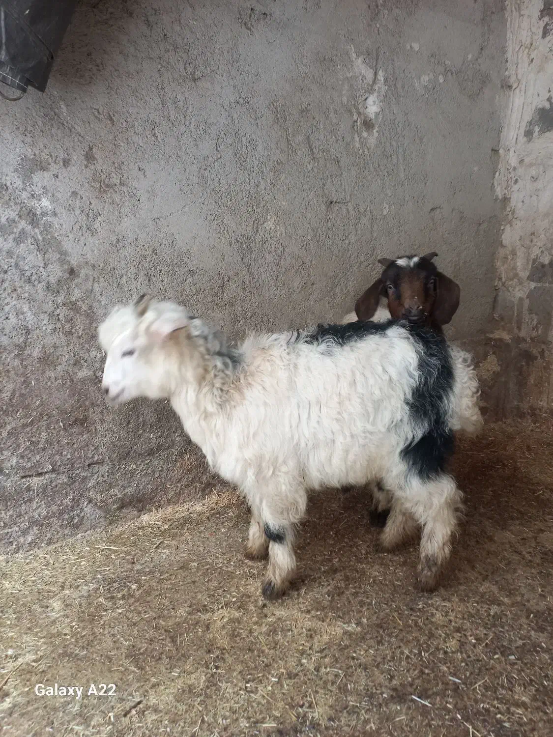 بزغاله|حیوانات مزرعه|اردبیل, |دیوار