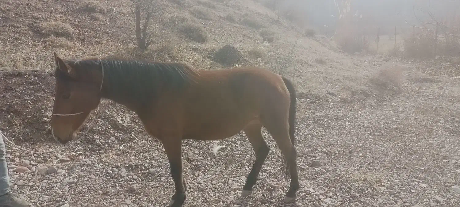 مادیان|اسب و تجهیزات اسب‌سواری|قزوین, |دیوار