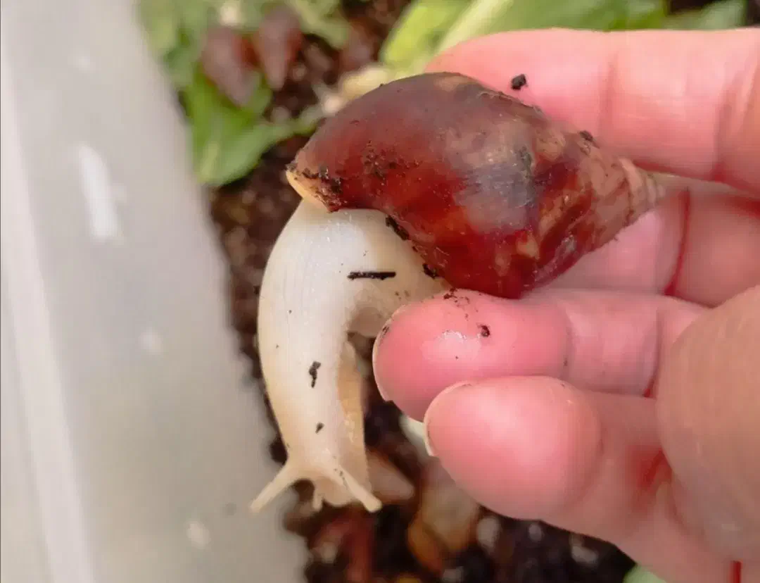 حلزون آچاتینا و آلبینو|خزنده|قم, نوبهار|دیوار