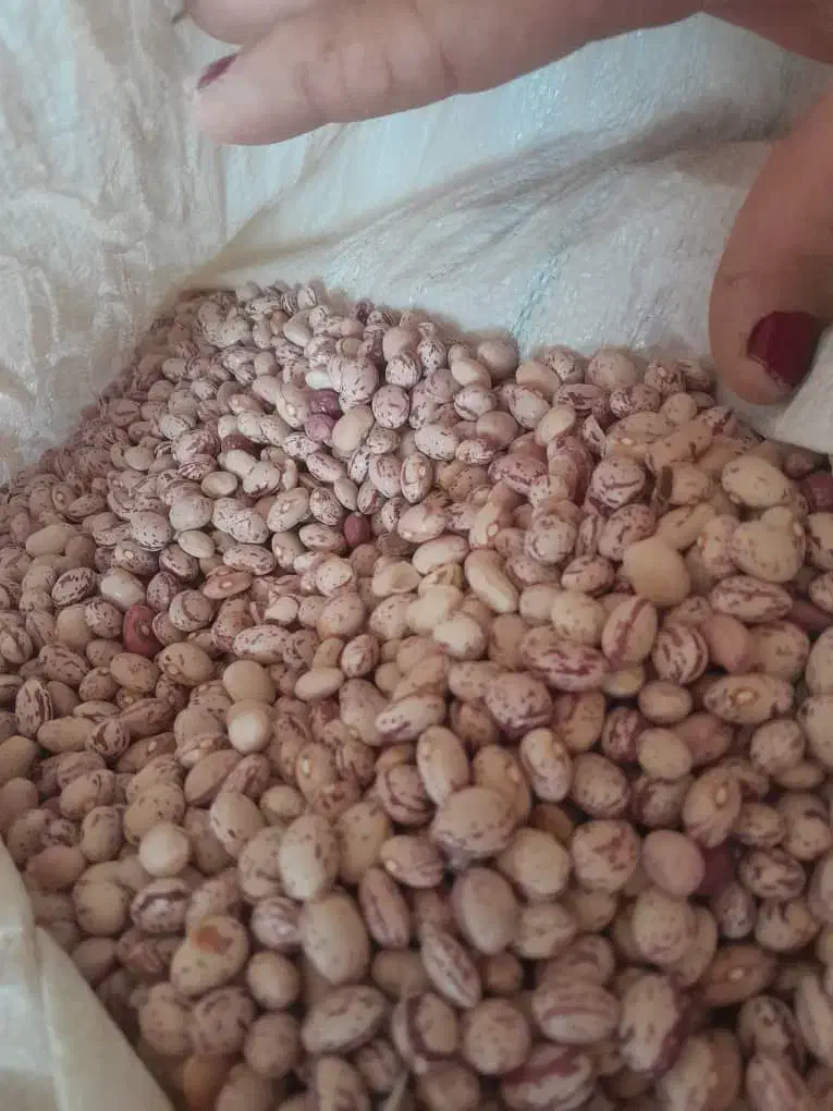 لوبیا|عمدهفروشی|بهمن صغاد, |دیوار