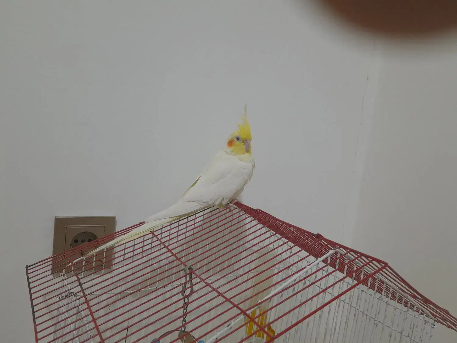 عروس هلندی ماده|پرنده|قروه, |دیوار