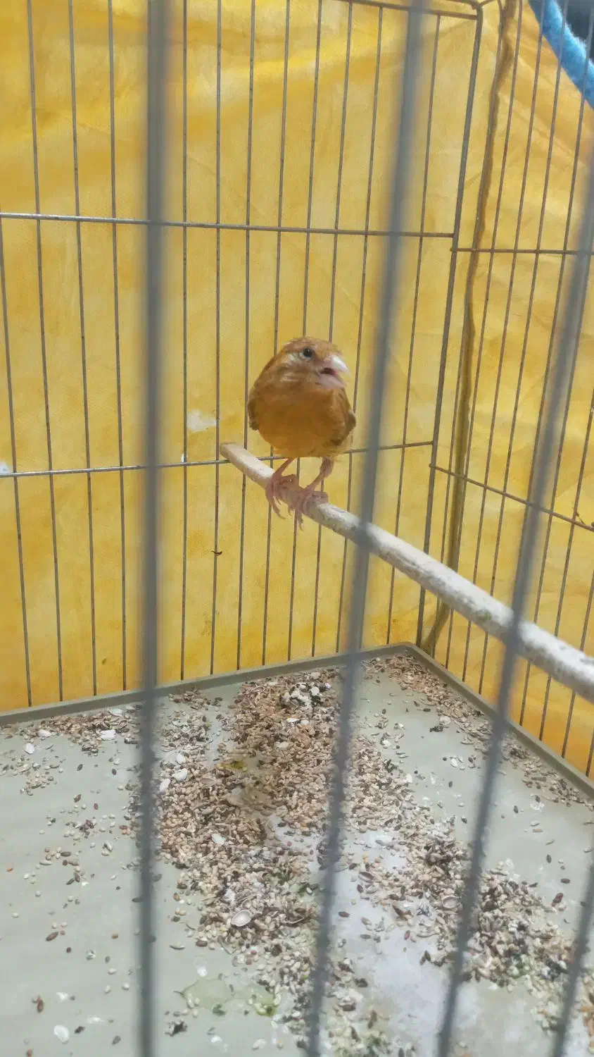 قناری ماده شتری|پرنده|شیراز, محراب|دیوار