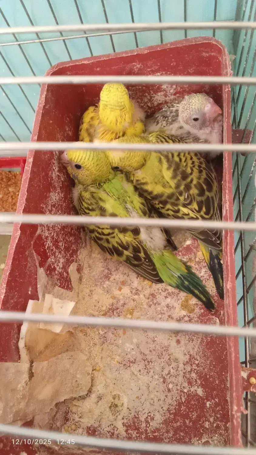 یک جفت مرغ عشق با چاهارتا جوجه|پرنده|فسا, |دیوار