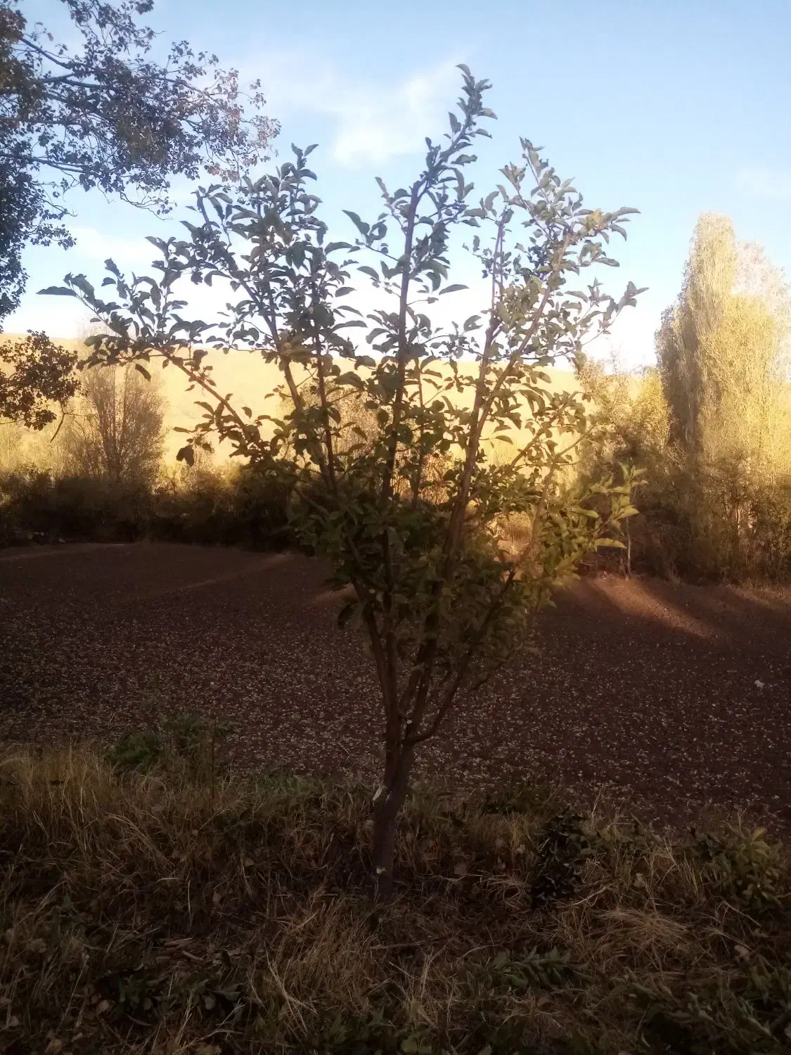 هرس|خدمات باغبانی و درختکاری|سراب, |دیوار