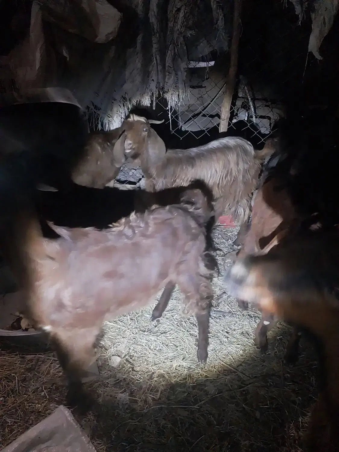 بز پاکستانی|حیوانات مزرعه|میناب, |دیوار