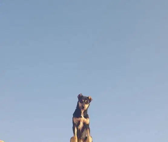 سگ دوبرمن بلوطی|سگ|اصفهان, کارخانه قند اصفهان|دیوار