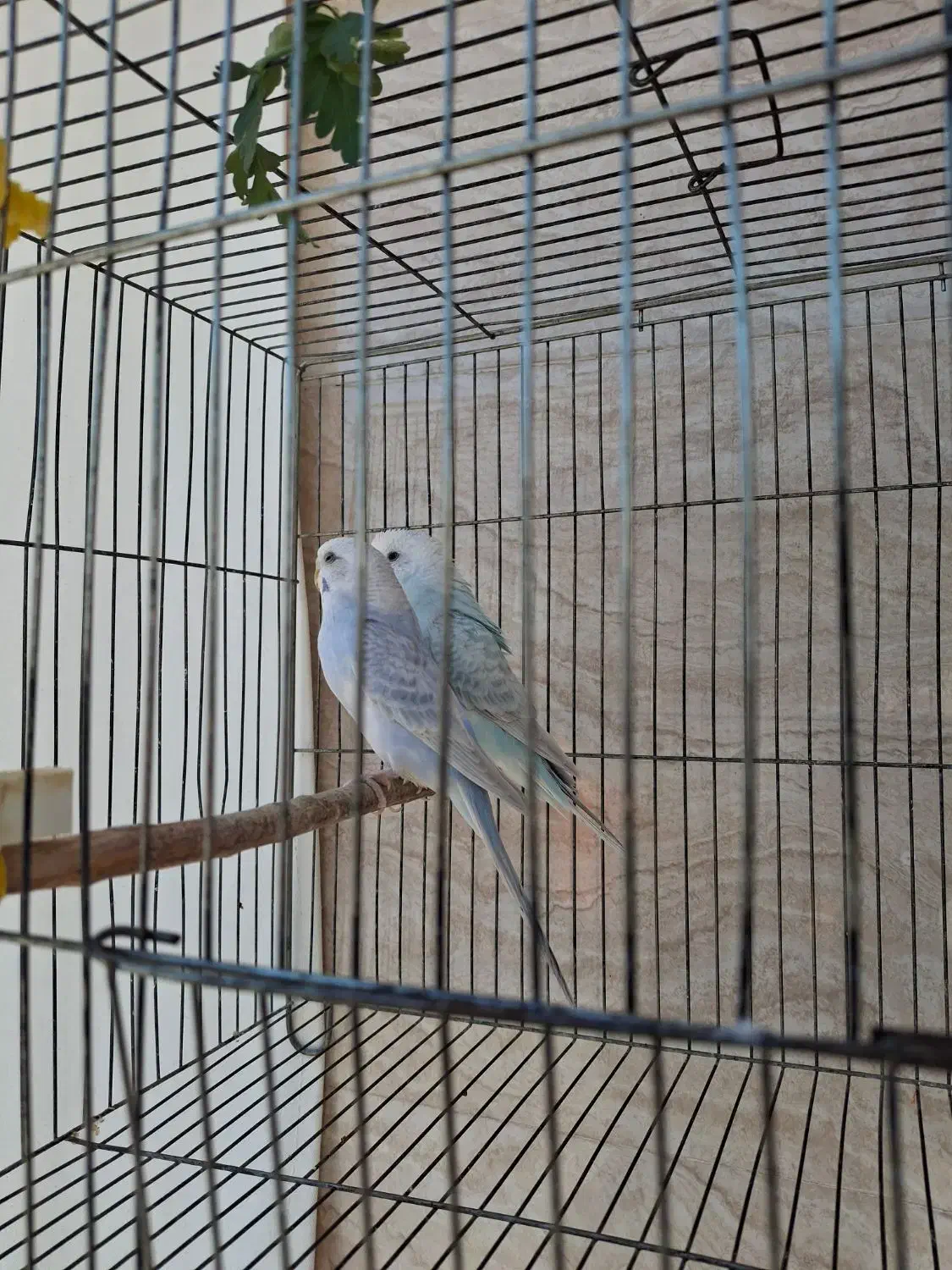 مرغ عشق|پرنده|مرودشت, رامجرد یک|دیوار