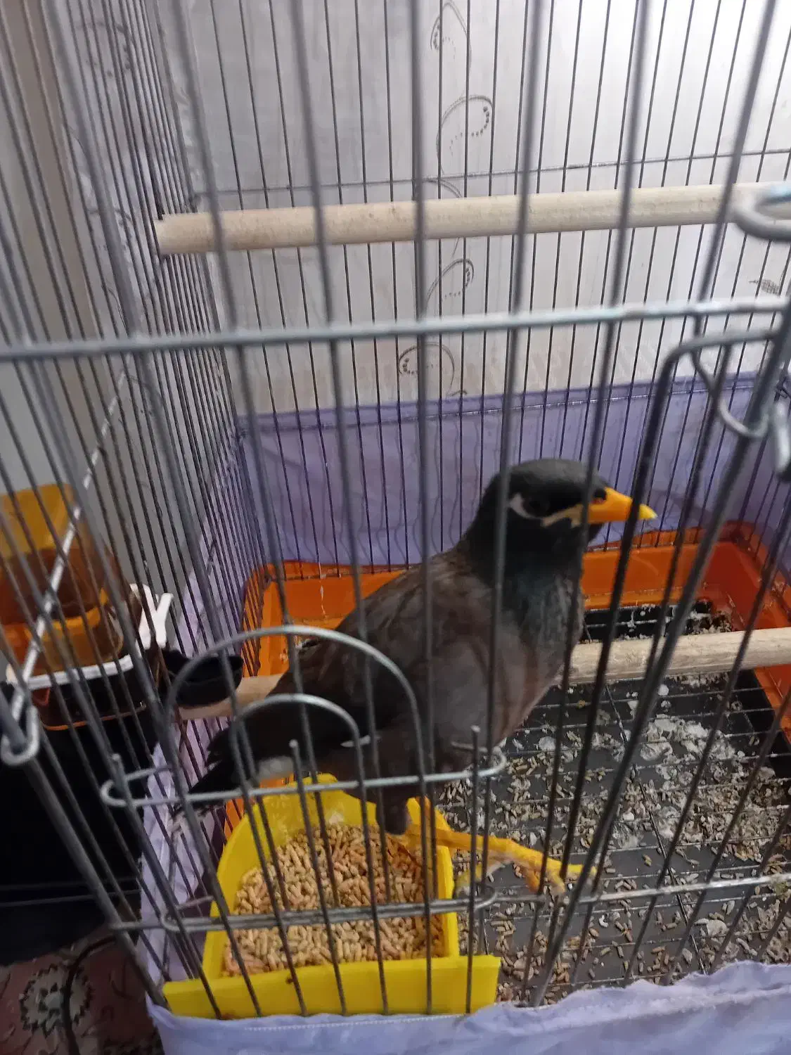 مینا|پرنده|قرچک, پویینک|دیوار