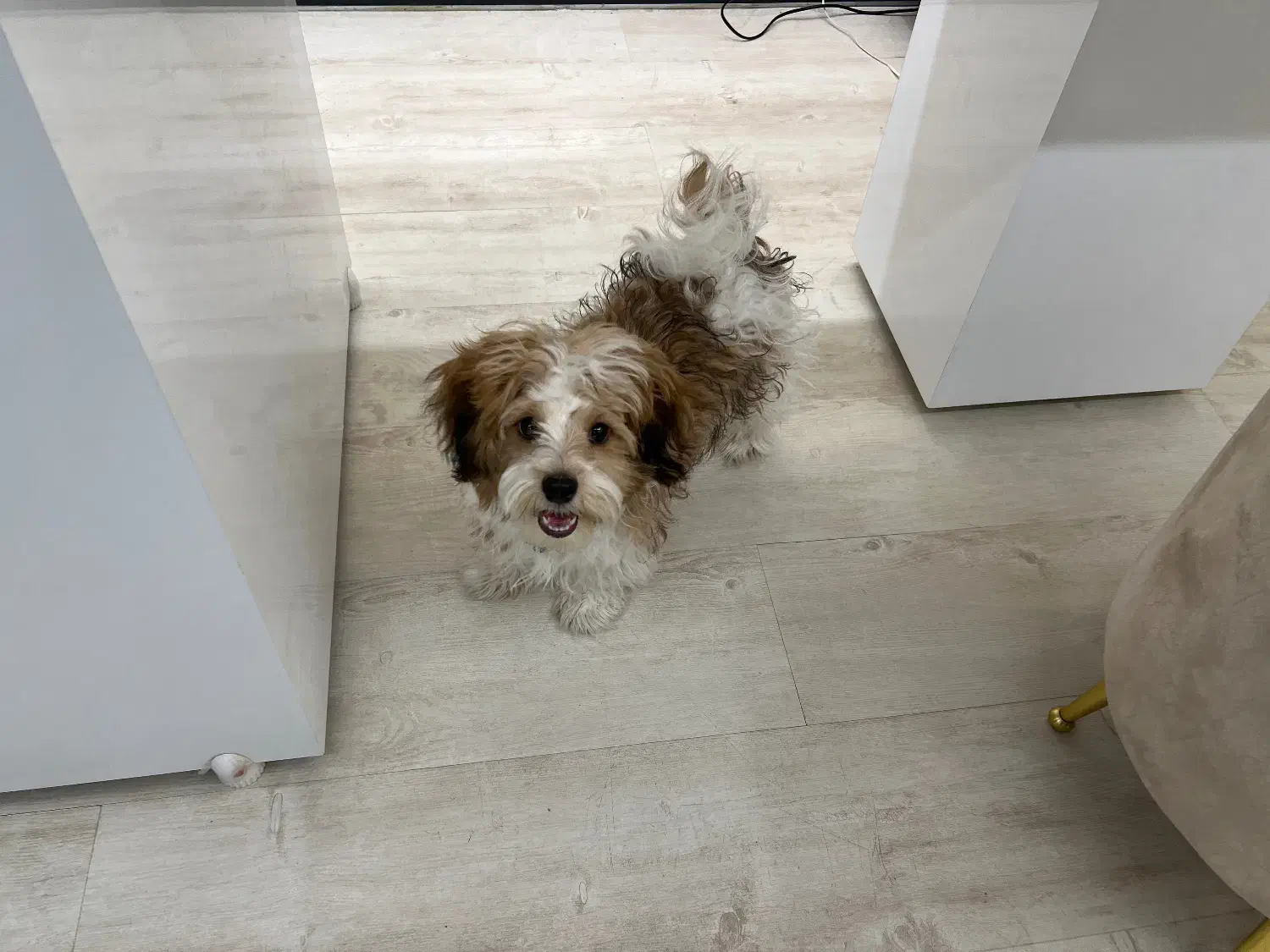 سگ شیتزو|سگ|اصفهان, باغ زرشک|دیوار