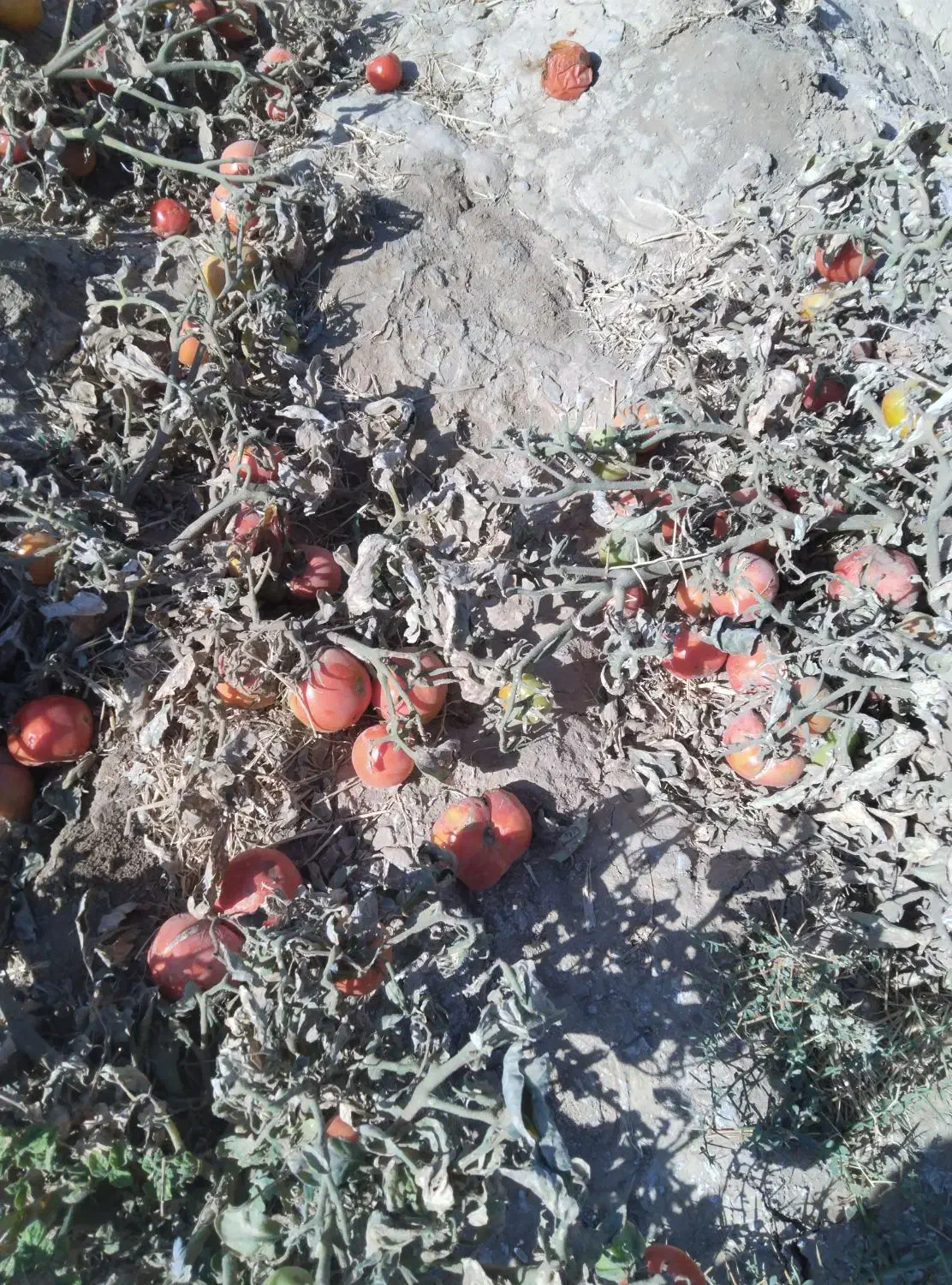 گرجه‌ربی‌تک‌چین‌از‌پانزده‌تومان‌به‌بالا|حراج|اسحاق آباد, |دیوار