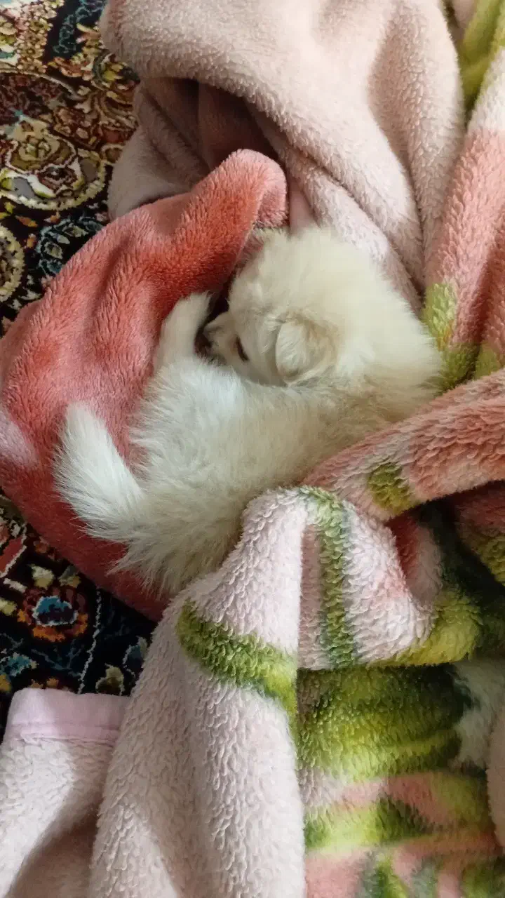 سگ پامر|سگ|نسیم‌شهر, |دیوار