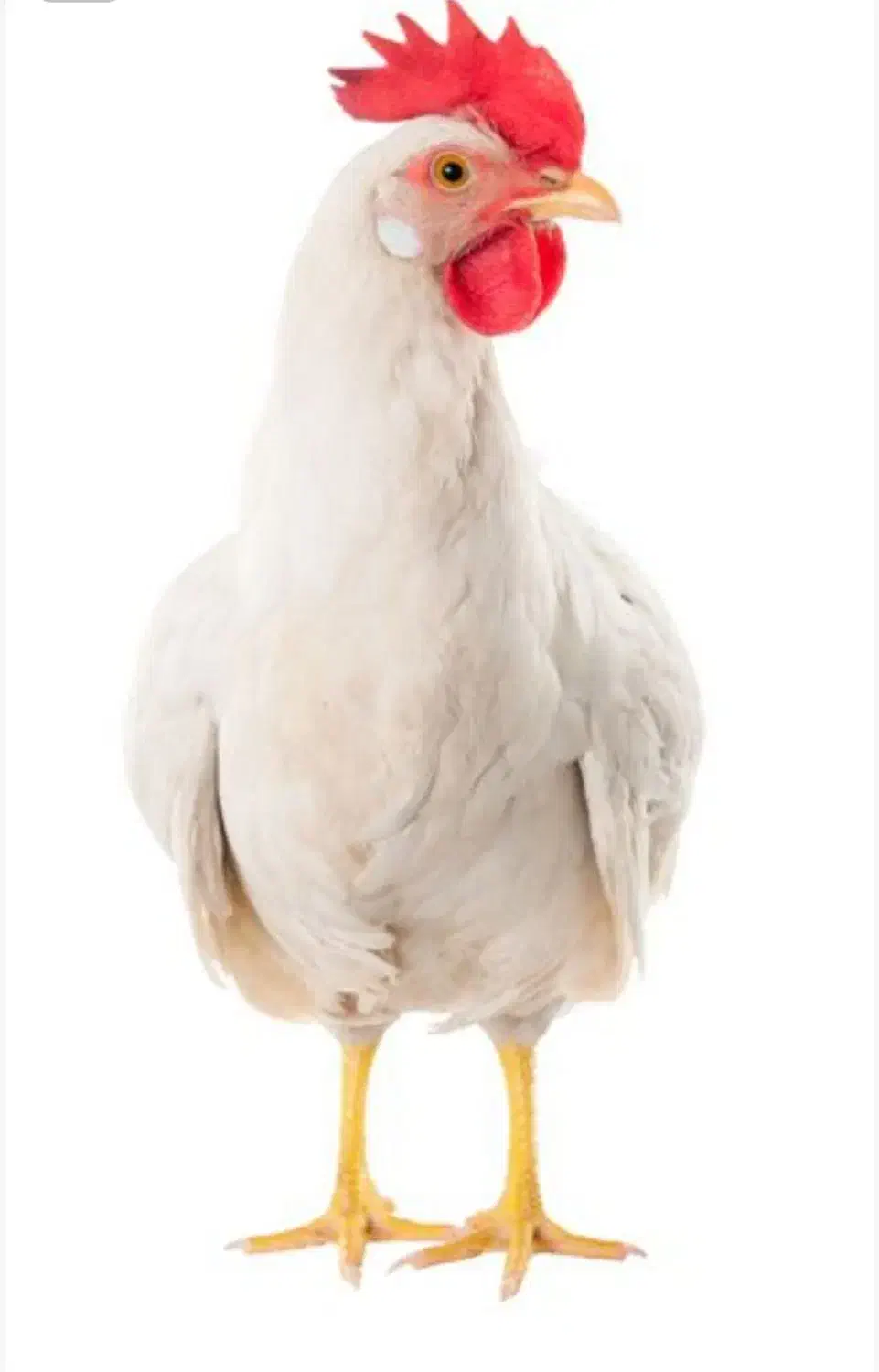 قربونی|حیوانات مزرعه|تهران, صد دستگاه|دیوار