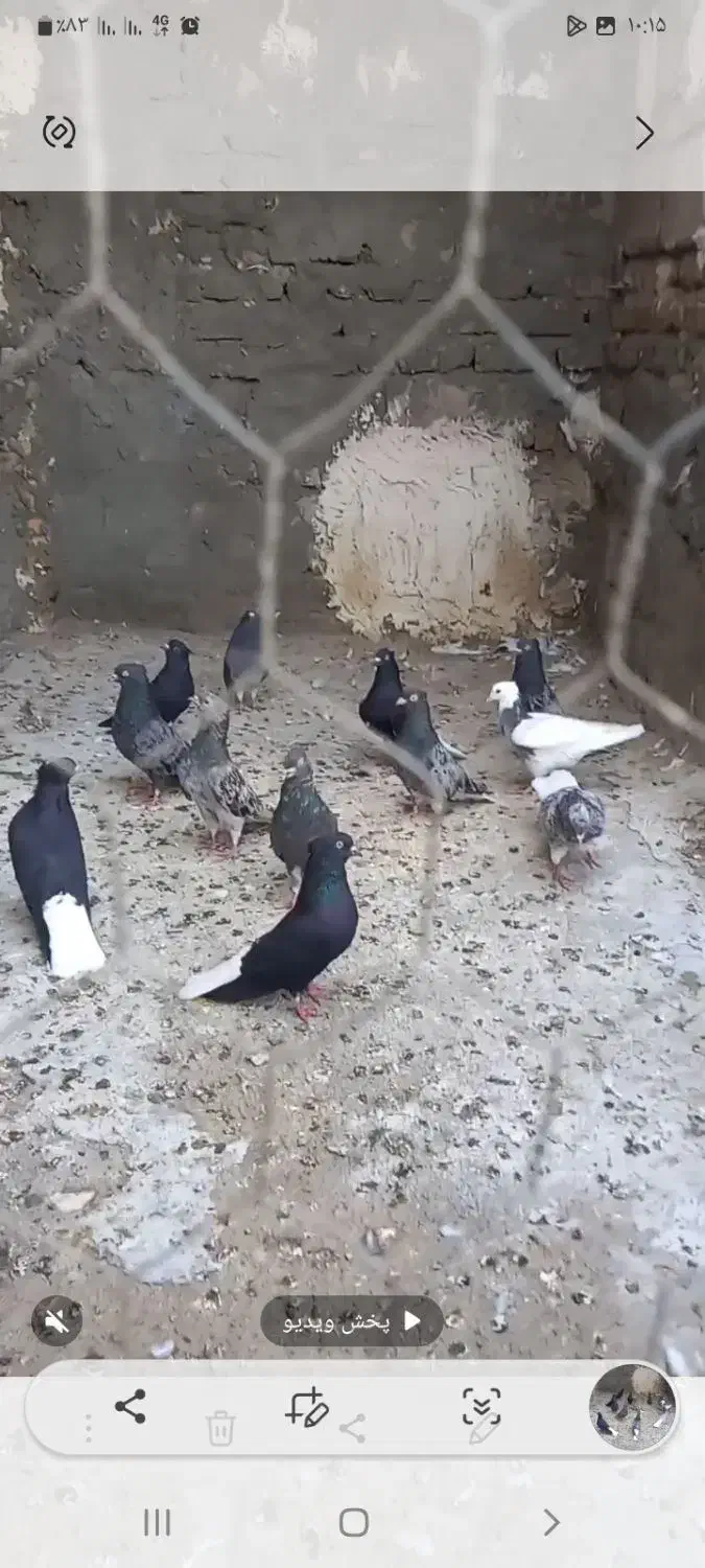 سرور دم سفید اینم عکس جوجه هاشون بدون ایراد|پرنده|هریس, |دیوار