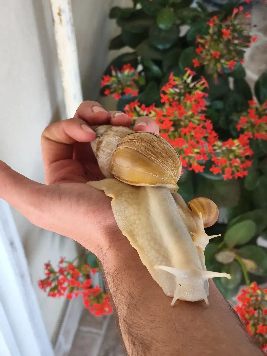 حلزون پرورشی|خزنده|چالوس, |دیوار