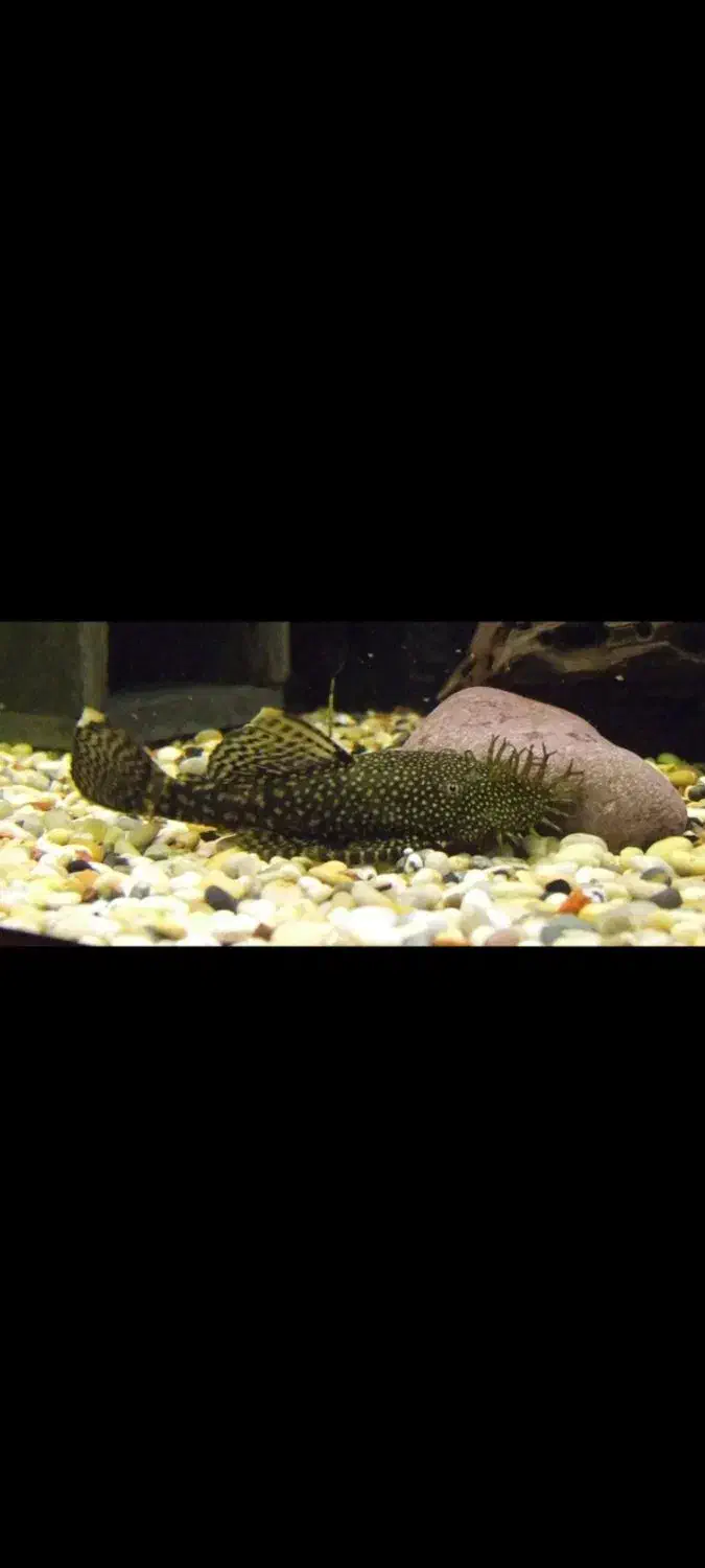 کت پوزه بوته ای مولد نر و ماده|ماهی|اهواز, کیانشهر|دیوار