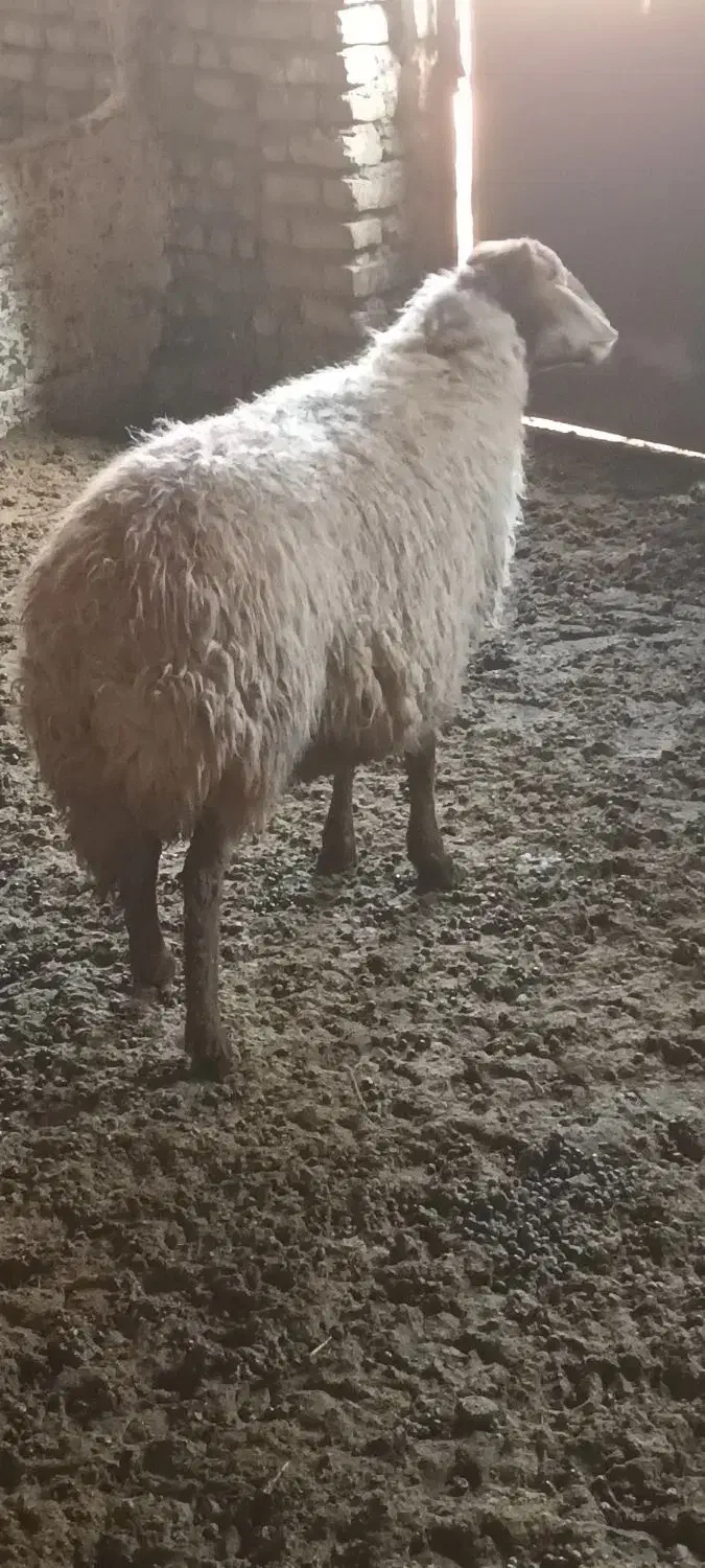 میش|حیوانات مزرعه|تربت‌حیدریه, کوی شهید احمدزاده ملکی|دیوار