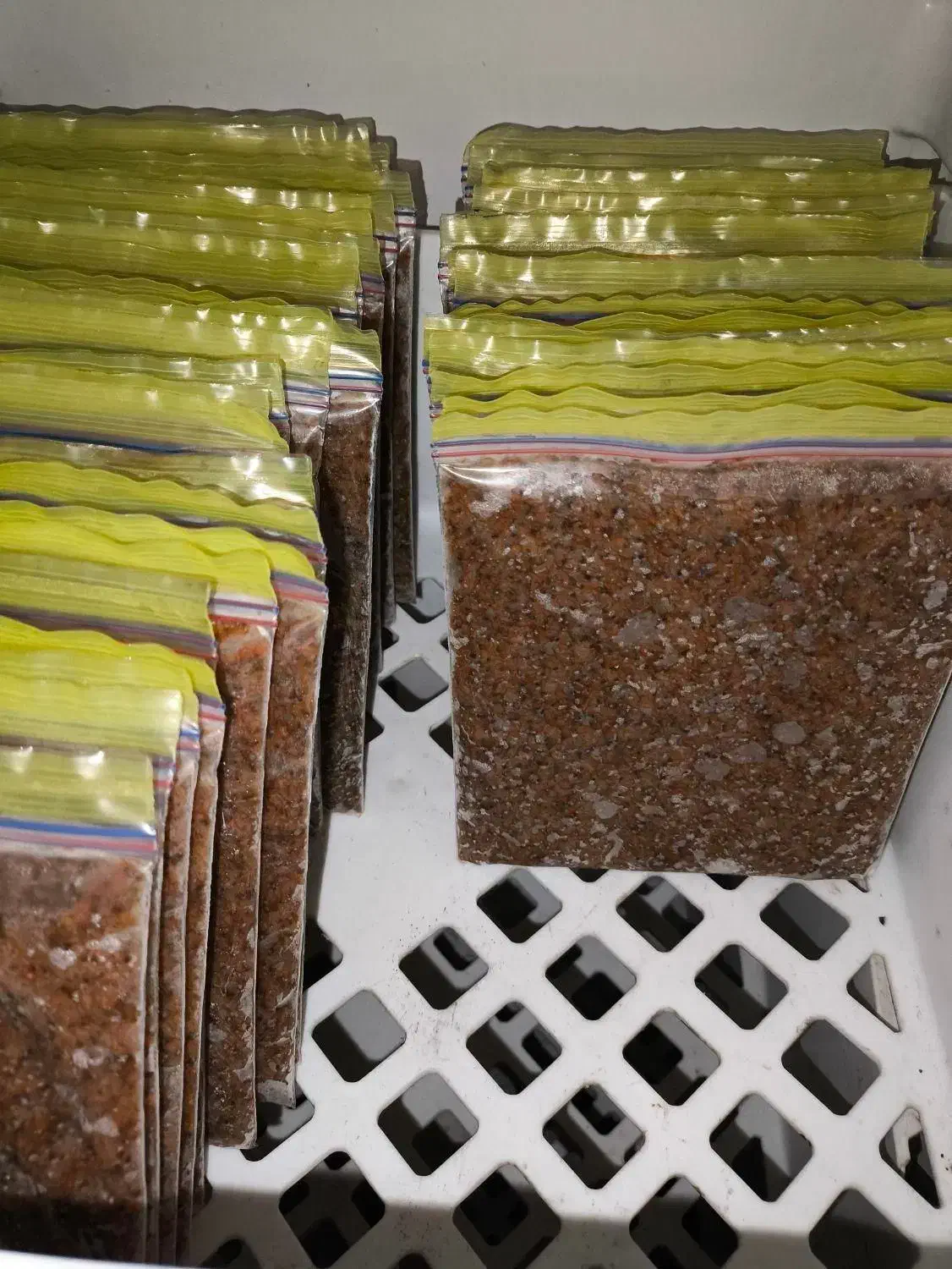 آرتمیا غذای ماهی دیسکس،پلنت،آکواریوم|ماهی|اصفهان, شهرک کوثر|دیوار