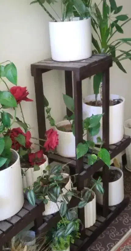 استند گل|گل و گیاه طبیعی|ایذه, |دیوار