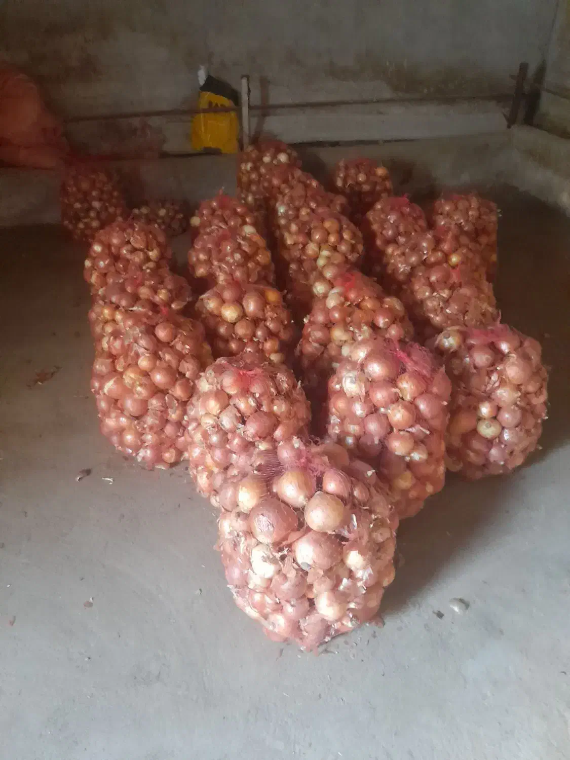 پیاز|عمدهفروشی|دورود, |دیوار