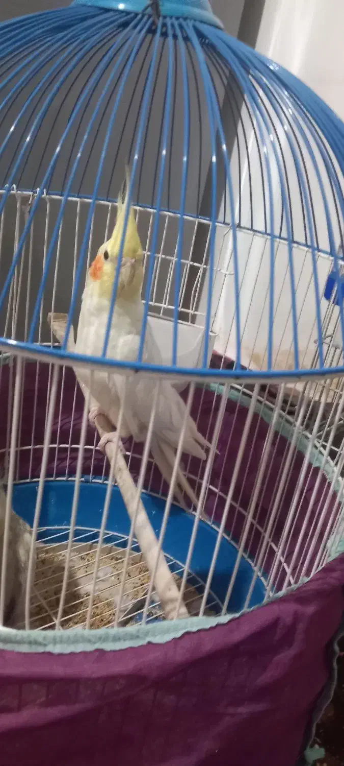 عروس هلندی نر|پرنده|مشکیندشت, |دیوار