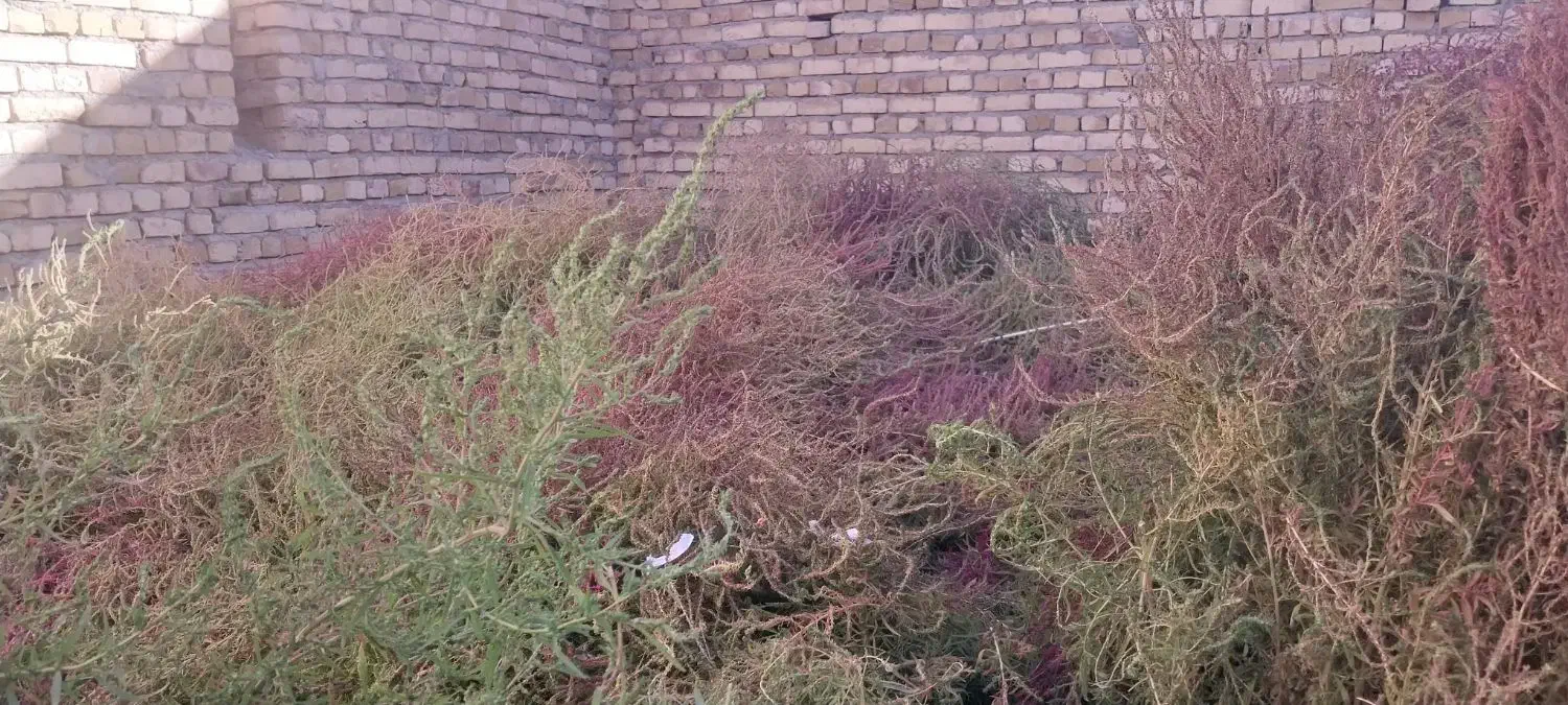 جارو بزرگ  (چارخ)|لوازم نظافت|قیدار, |دیوار