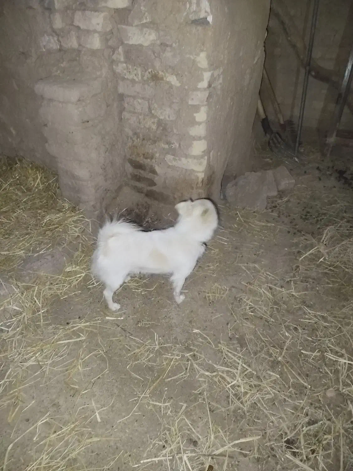 پاپی نر خانگی تربیت شده فروشی|سگ|فرح دشت, |دیوار