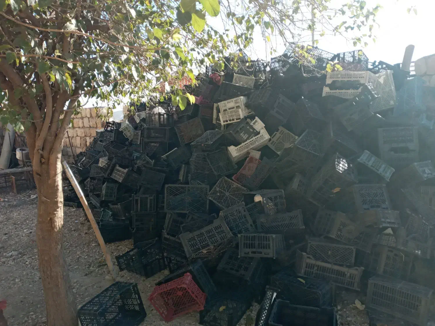 فروش سبد جای میوه|ظروف نگهدارنده، پلاستیکی، یک‌بارمصرف|چگنی, |دیوار