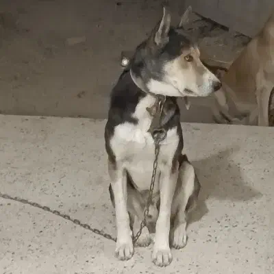 هاسکی|سگ|پرند, فاز ۴|دیوار