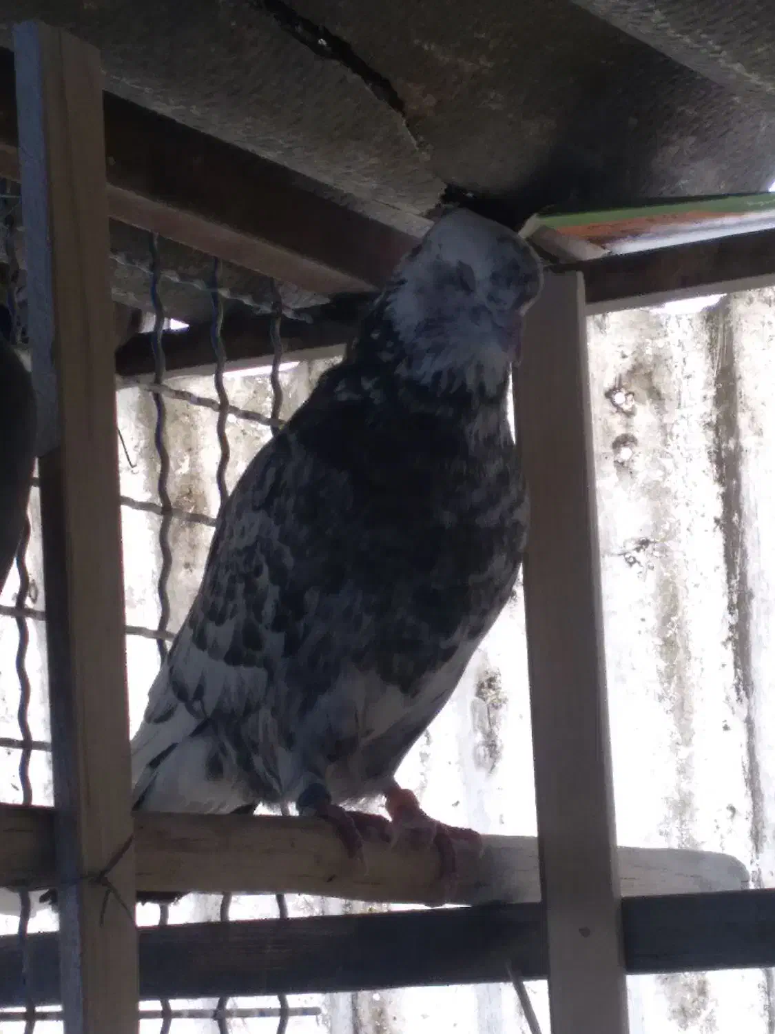 کبوتر|پرنده|تهران, سبلان (لشگر)|دیوار