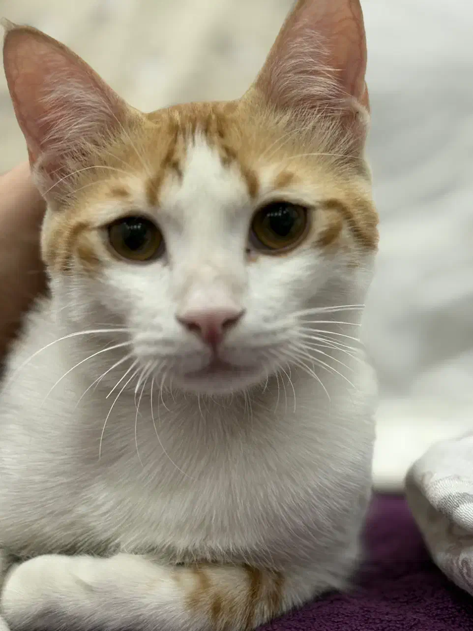 گربه واگذاری|گربه|شیراز, شاپورجان|دیوار