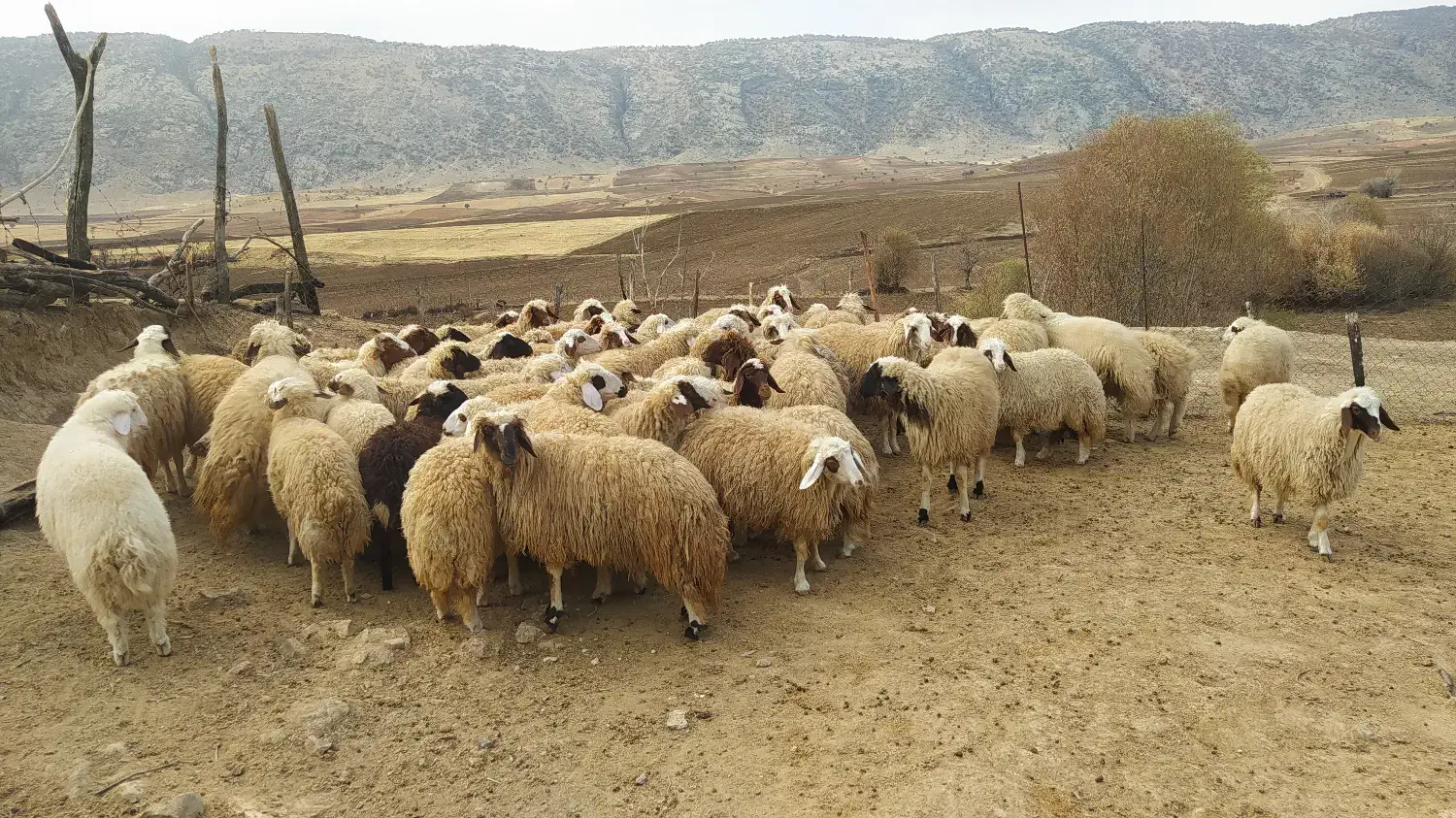 بره|حیوانات مزرعه|کرمانشاه, |دیوار