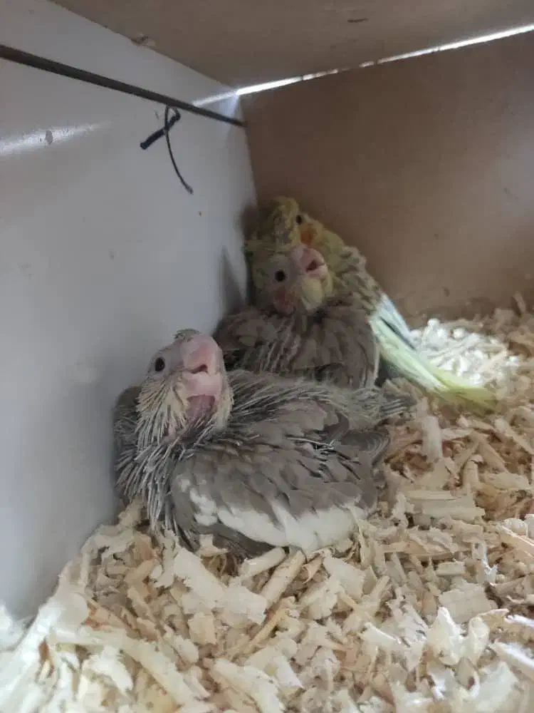 عروس هلندی نروماده به همراه جوجه|پرنده|کرج, شهرک جهان‌نما|دیوار