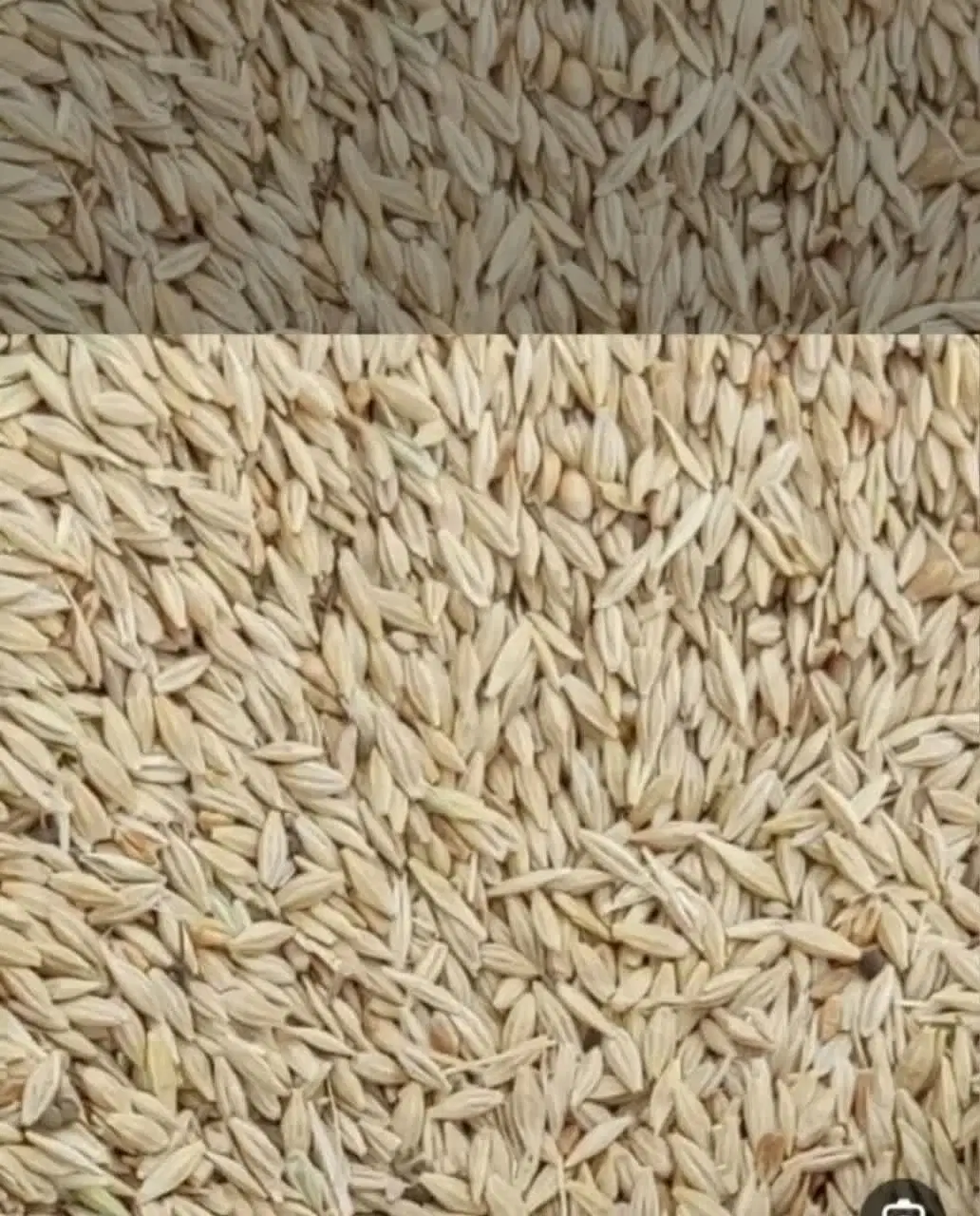 جو دیم|خدمات باغبانی و درختکاری|کلیائی, |دیوار