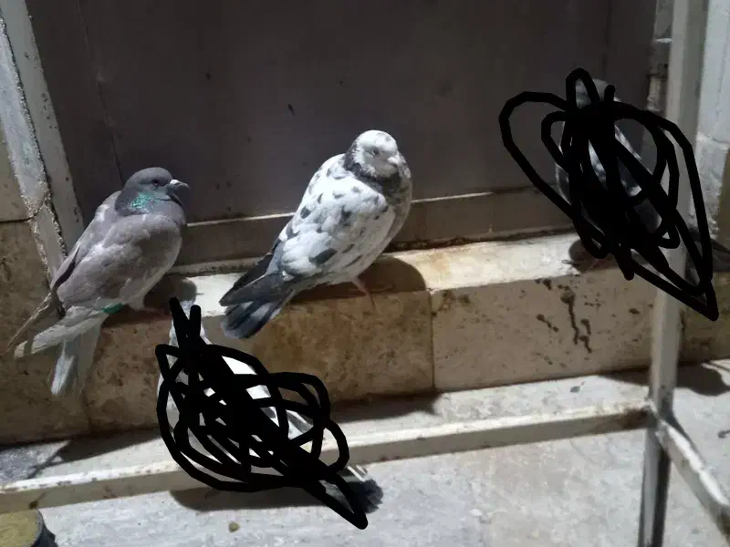 کبوتر|پرنده|قم, نیروگاه|دیوار