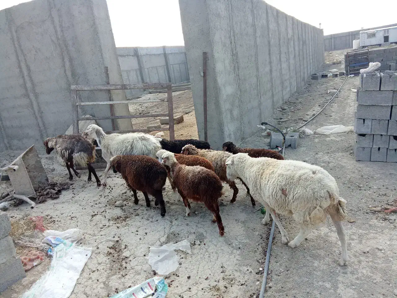 میش بره و قوچ رومن|حیوانات مزرعه|صفادشت, |دیوار